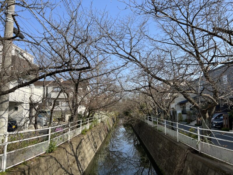 中江川沿い緑道ソメイヨシノ