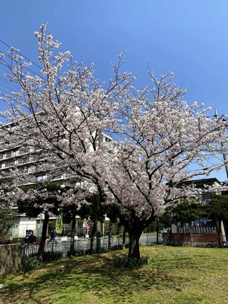 浜道公園桜