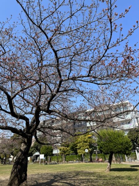 行徳駅前公園桜