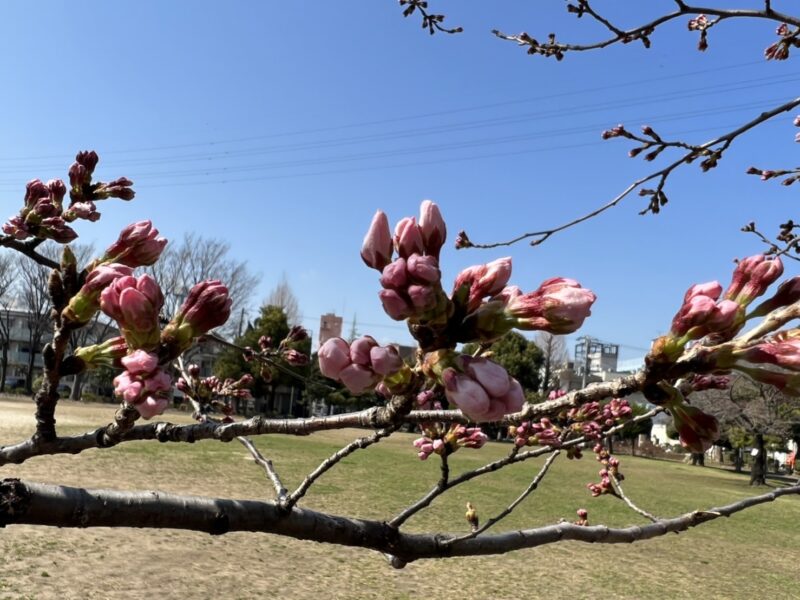 行徳駅前公園桜