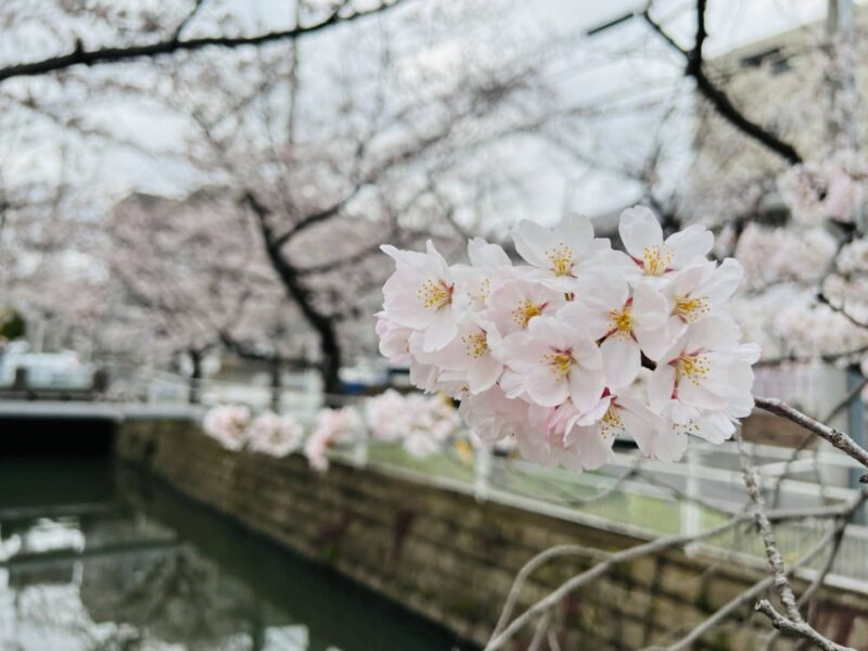 中江川沿い桜