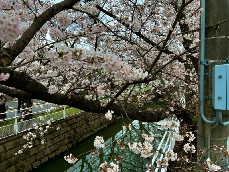 中江川沿い桜