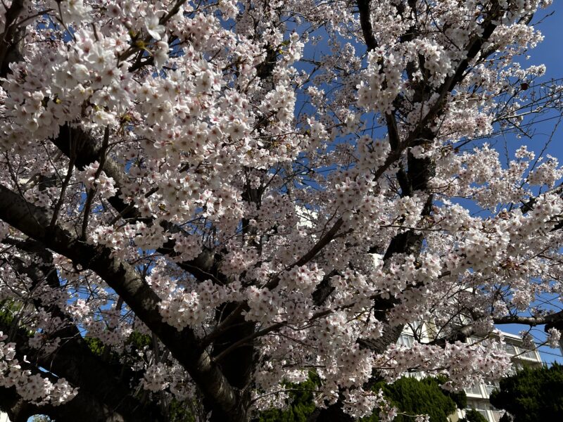 浜道公園の桜2022年4月2日