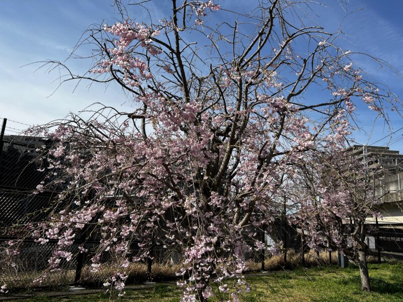 妙典公園の枝垂桜2022年4月2日