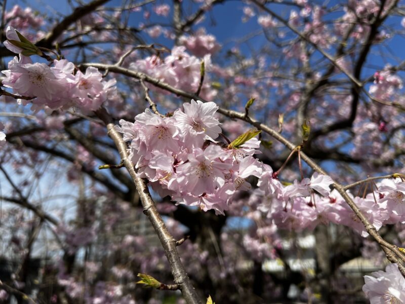 妙典公園の枝垂桜2022年4月2日