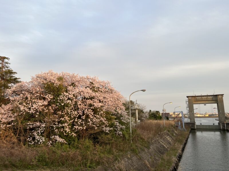 篠崎水門（江戸川水閘門）のソメイヨシノ2022年4月2日