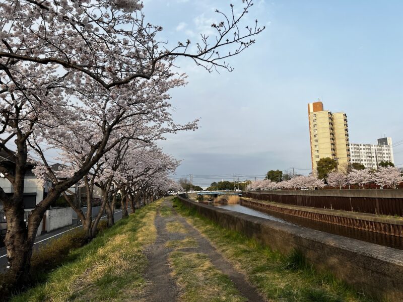 猫実川沿いの遊歩道桜